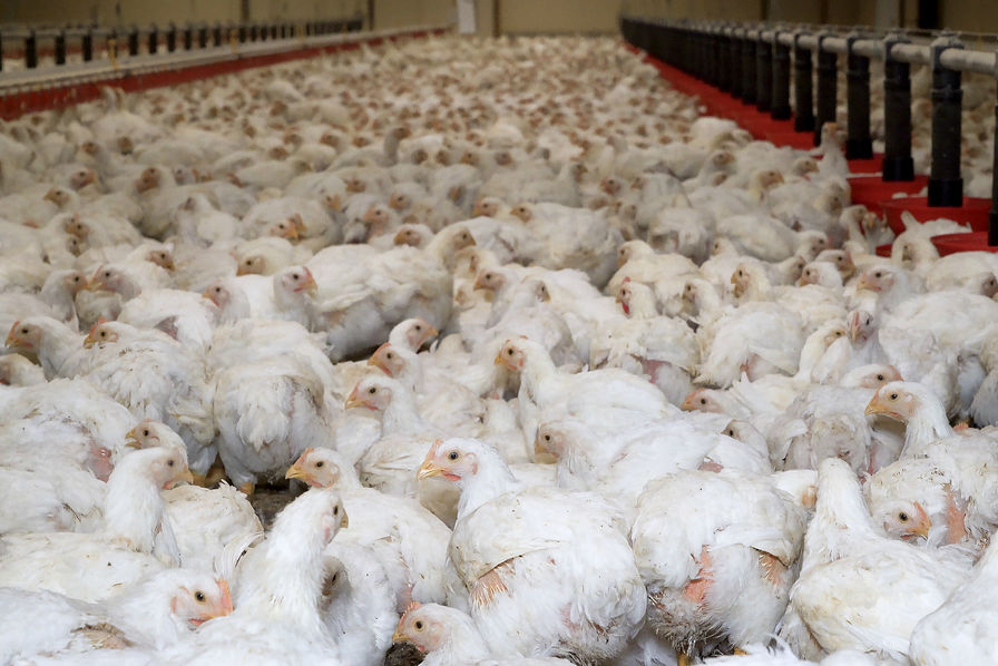 تونس في حالة تأهب بعد الكشف عن تفشي مرض أنفلونزا الطيور في الجزائر