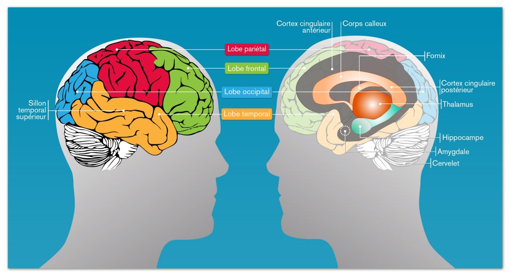 رسم تخطيطي لمناطق الدماغ المشاركة في الذاكرة
