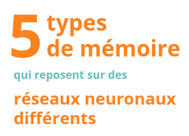 5 أنواع من الذاكرة تعتمد على شبكات عصبية مختلفة